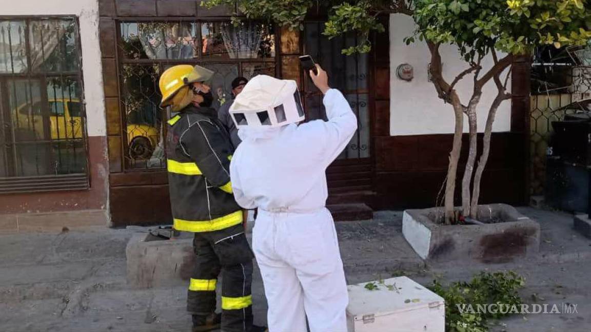 Se triplican reportes de rescate de abejas en Torreón, no se han presentado personas heridas