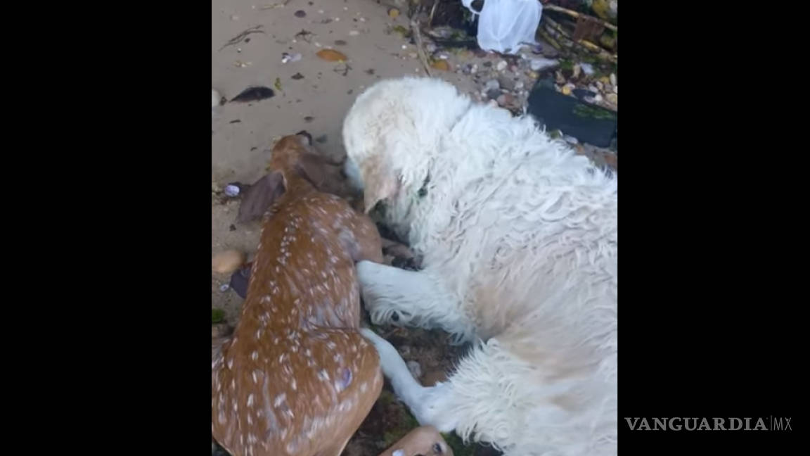Perro labrador rescata a venado que se ahogaba en el mar
