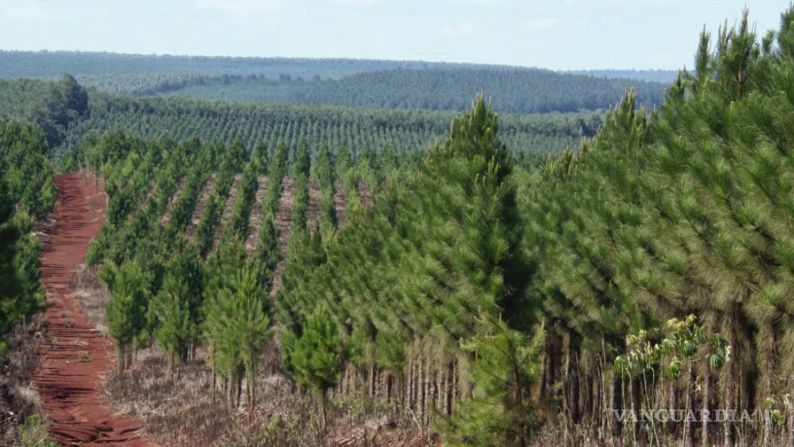 Estancada, la producción forestal del país