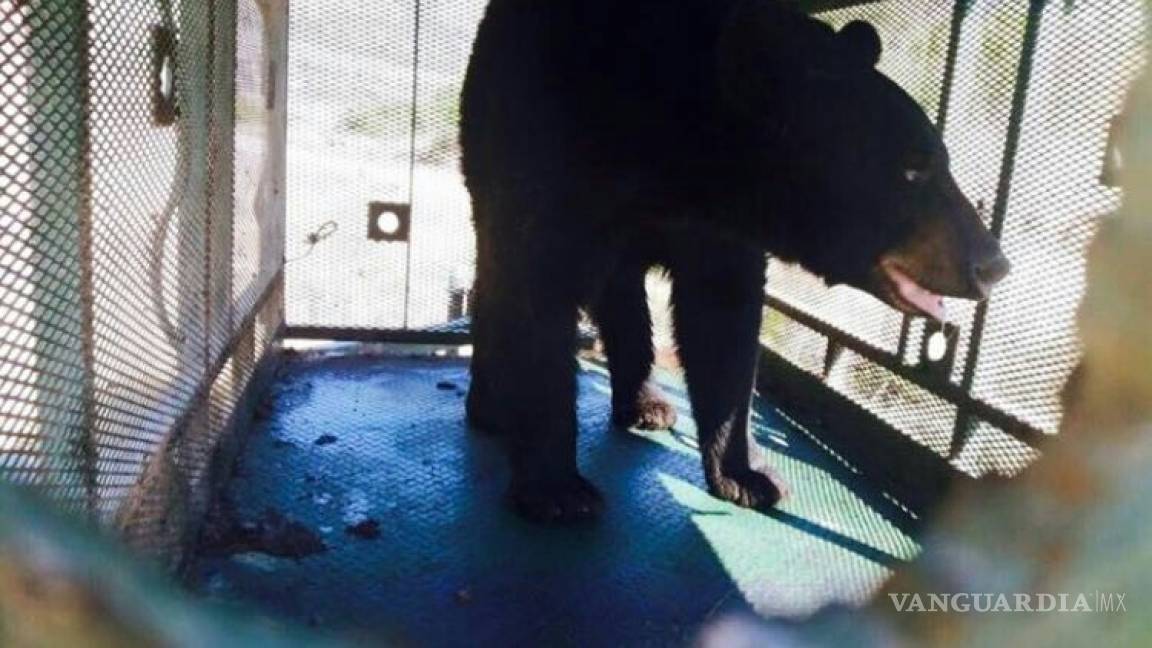 En libertad, osos capturados en Arteaga y Ramos Arizpe