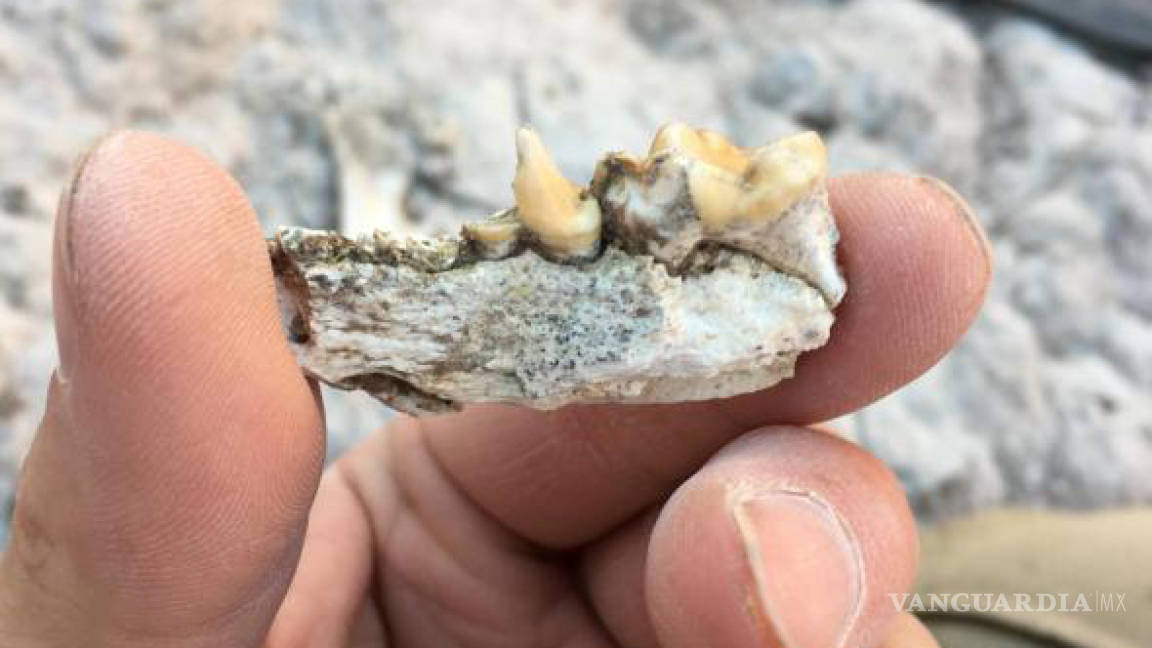 Descubren un diente fósil de una nutria marina en el centro de México
