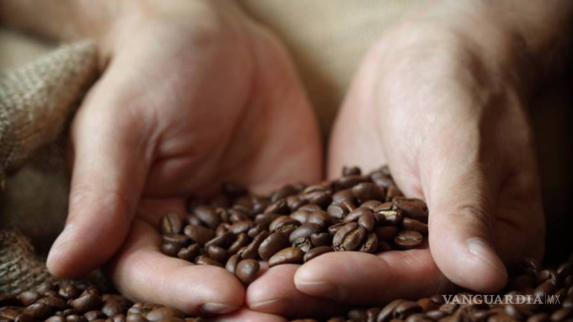 Cambio climático reducirá a la mitad los cultivos de café