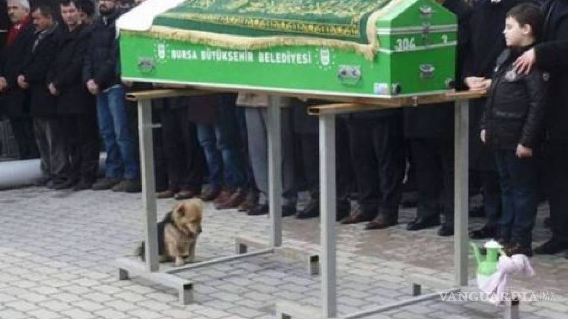 Este perrito acompañó a su amo hasta la tumba