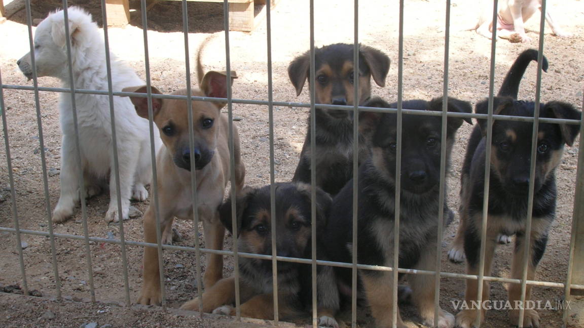 Sin permiso, crematorio clandestino para perros, en Saltillo