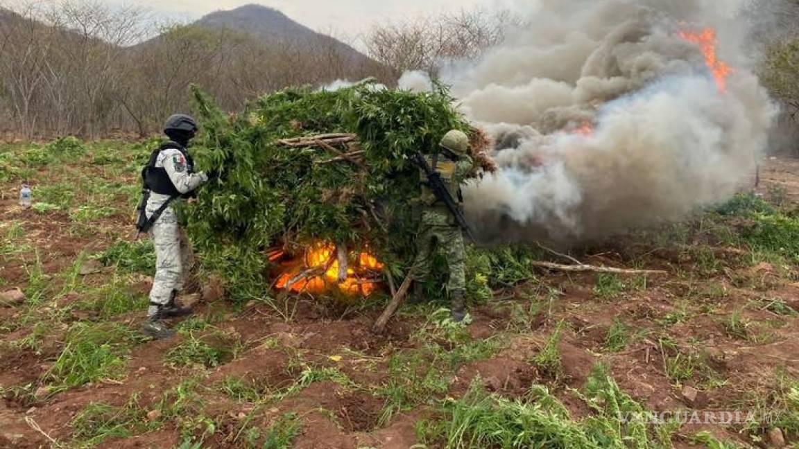 Destruyen 28 mil plantas de mariguana en Michoacán