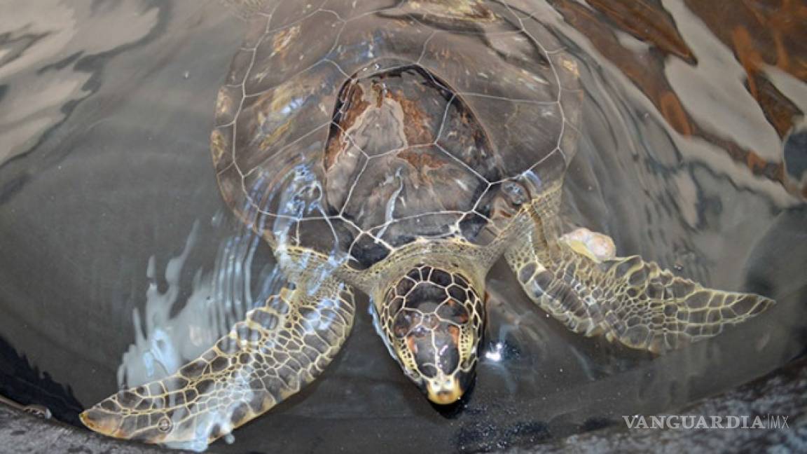 Profepa libera 78 ejemplares de tortuga marina en Veracruz