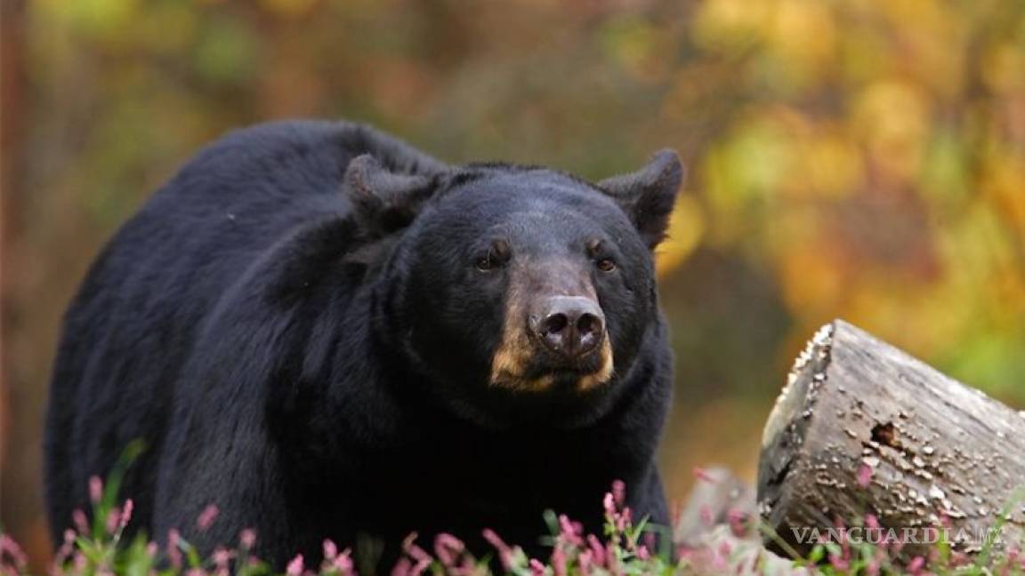 Aumentan reportes de osos negros en colonias de Monclova