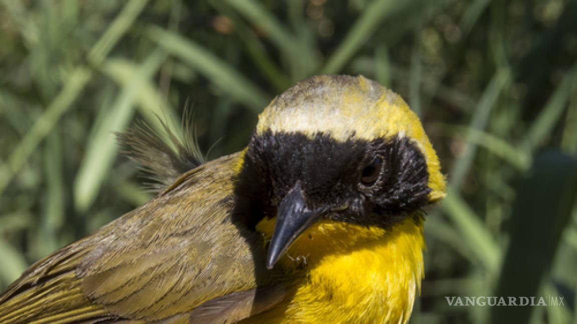 Mascarita Peninsular, ave endémica mexicana, en peligro de extinción