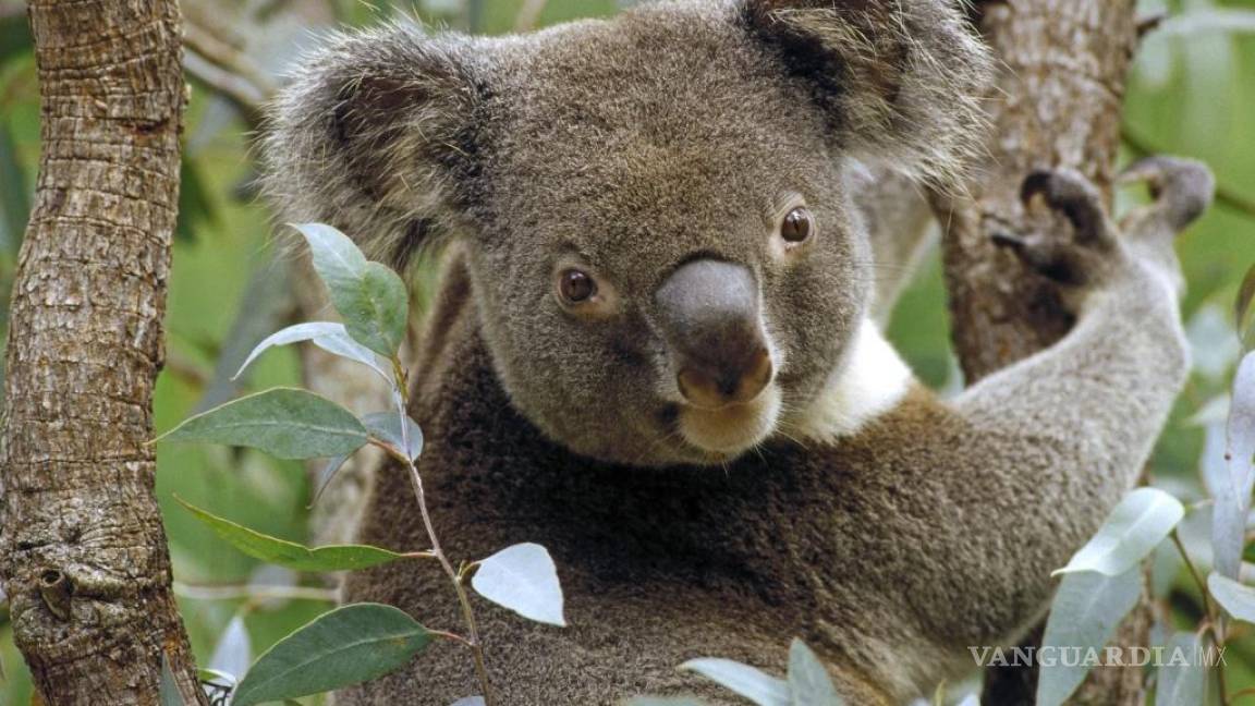 ¿Por qué los koalas abrazan a los árboles?