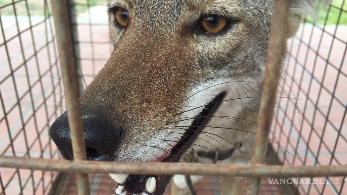 Profepa rescata a Coyote en estado crítico en Saltillo