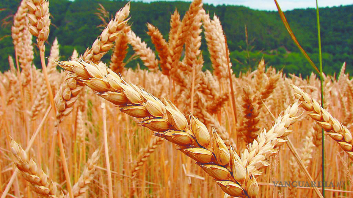 Entregan productores del norte de Coahuila 97% de trigo cristalino proyectado