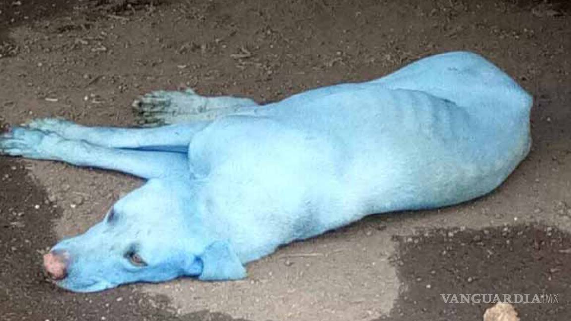 Río contaminado en India vuelve a los perros azules