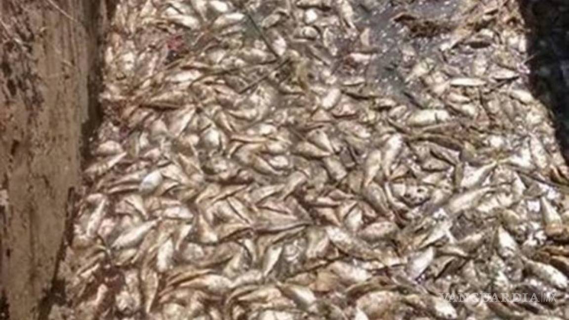 Marea roja mata a más de cuatro toneladas de peces en Tamaulipas