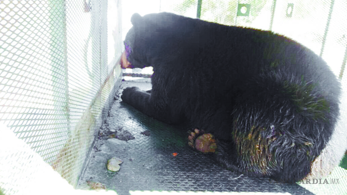 Ataca oso en Arteaga: mata a un becerro