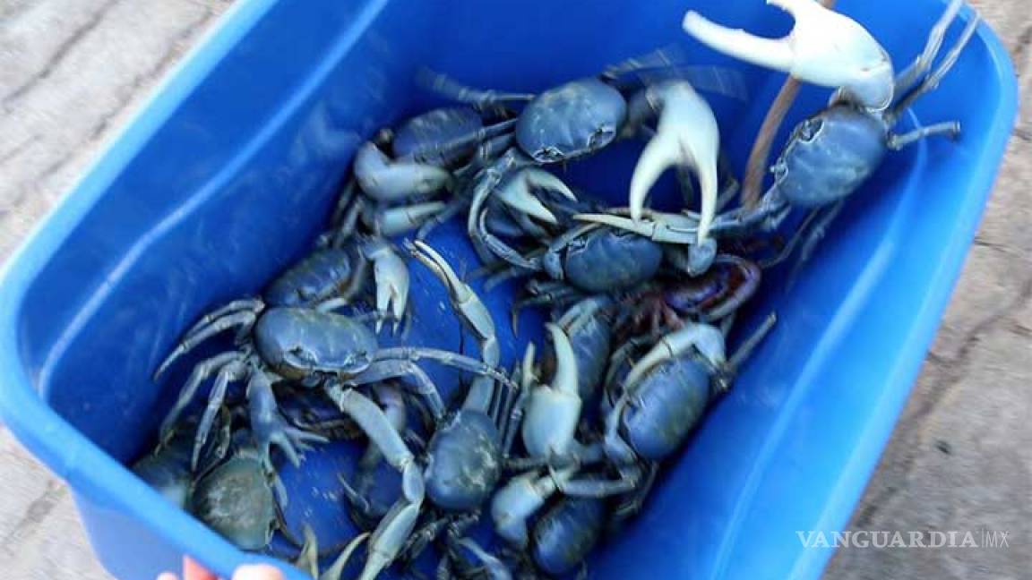 Habitantes de Cancún regresan al mar a cientos de cangrejos azules