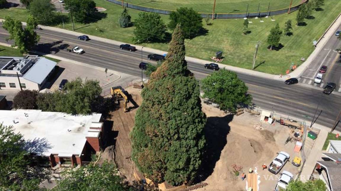 Transplantan monumental árbol en Idaho