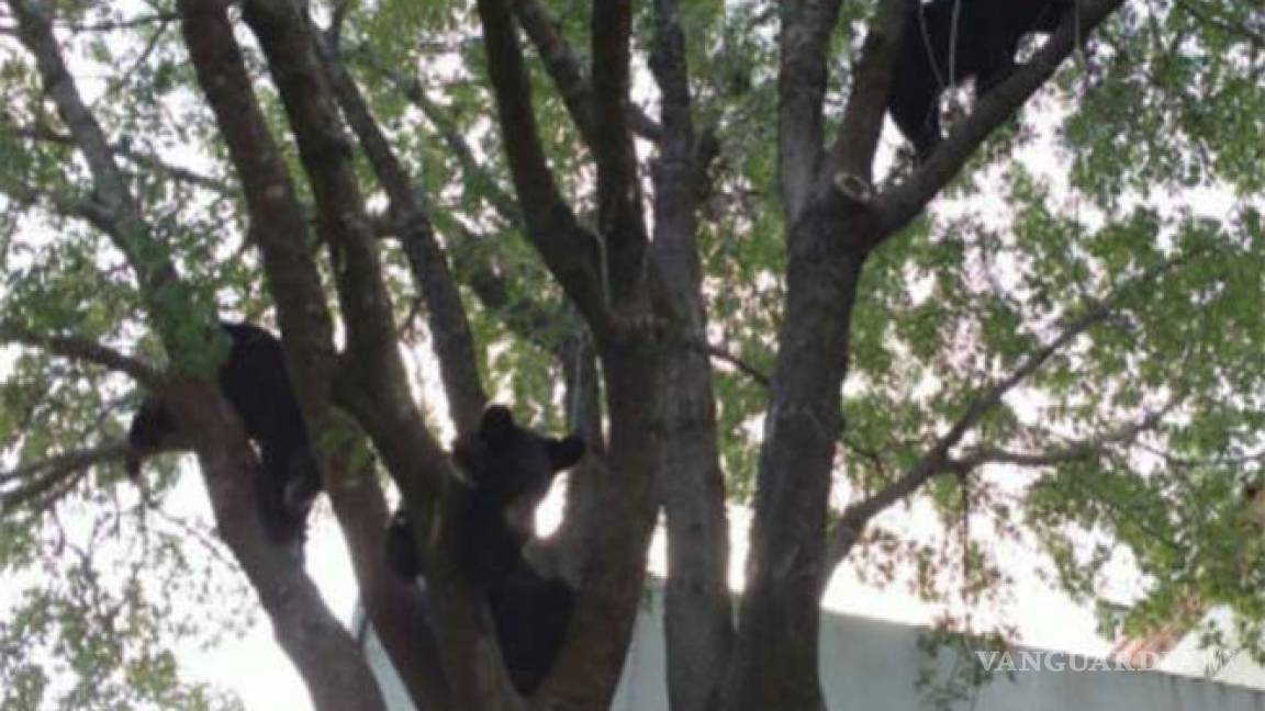 Profepa libera a osos en peligro de extinción en Nuevo León