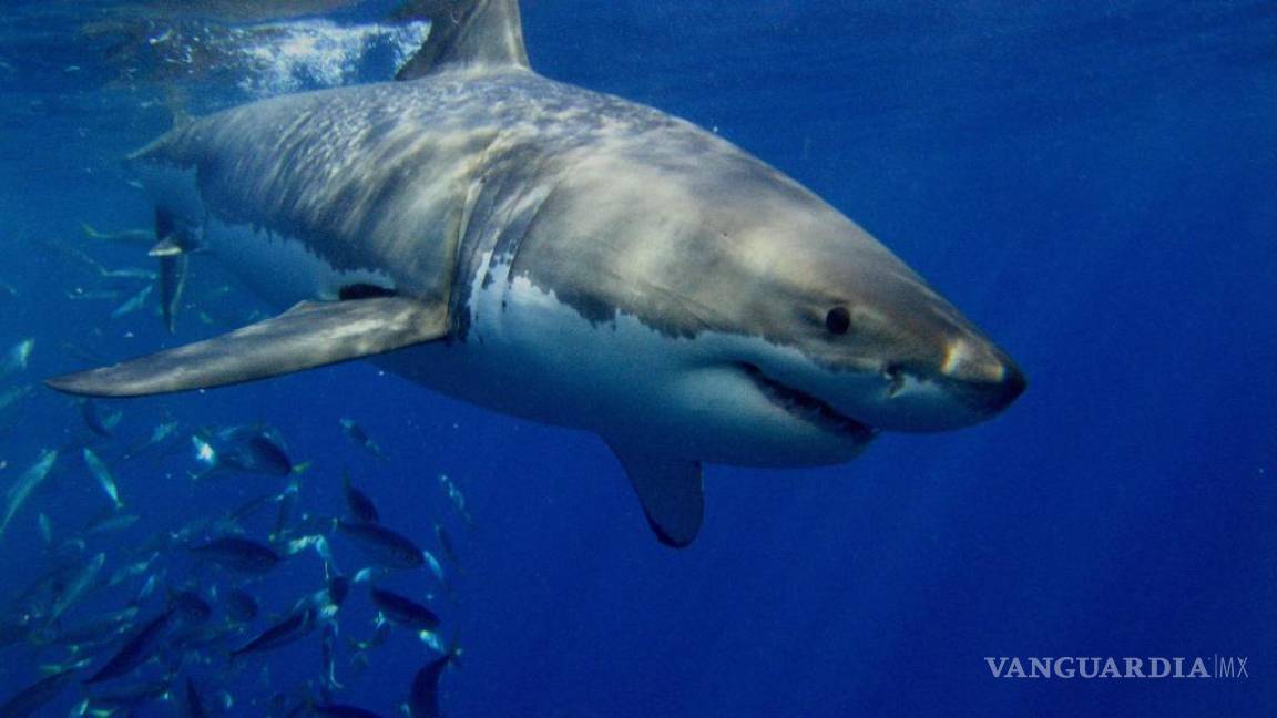 Ataque de tiburón le salva la vida a un hombre