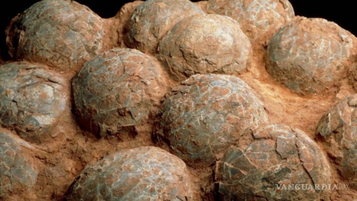 Arrestan a un hombre en China por robar 80 huevos de dinosaurio fosilizados