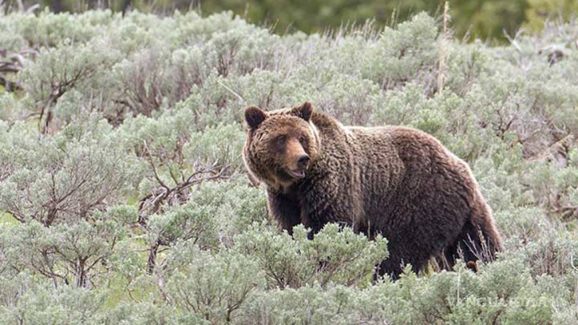 En EU, el oso grizzly de Yellowstone ya no es especie amenazada