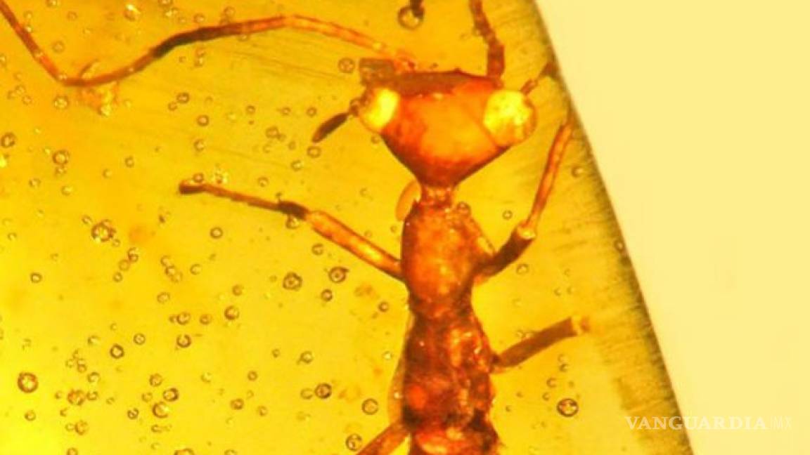 Encuentran insecto prehistórico con apariencia de 'E.T.'