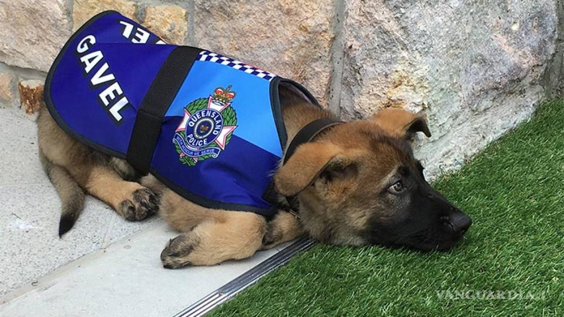 Gavel, el perro que no pudo ser policía por ser demasiado 'tierno'