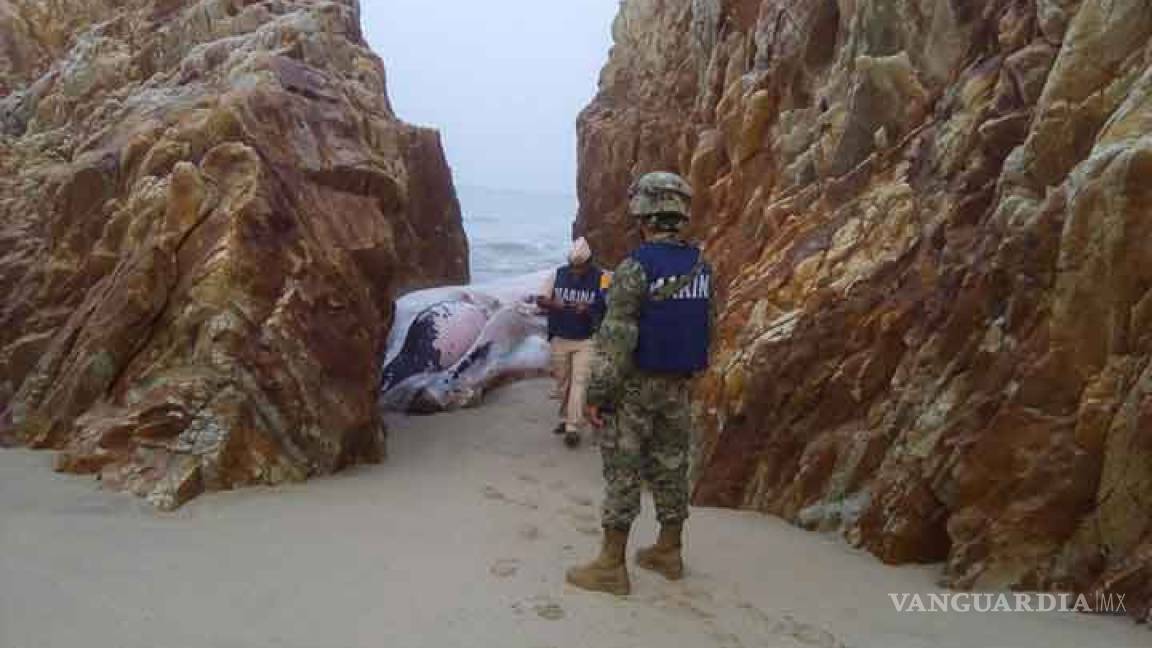 Encuentran ballena muerta en playa de Salina Cruz
