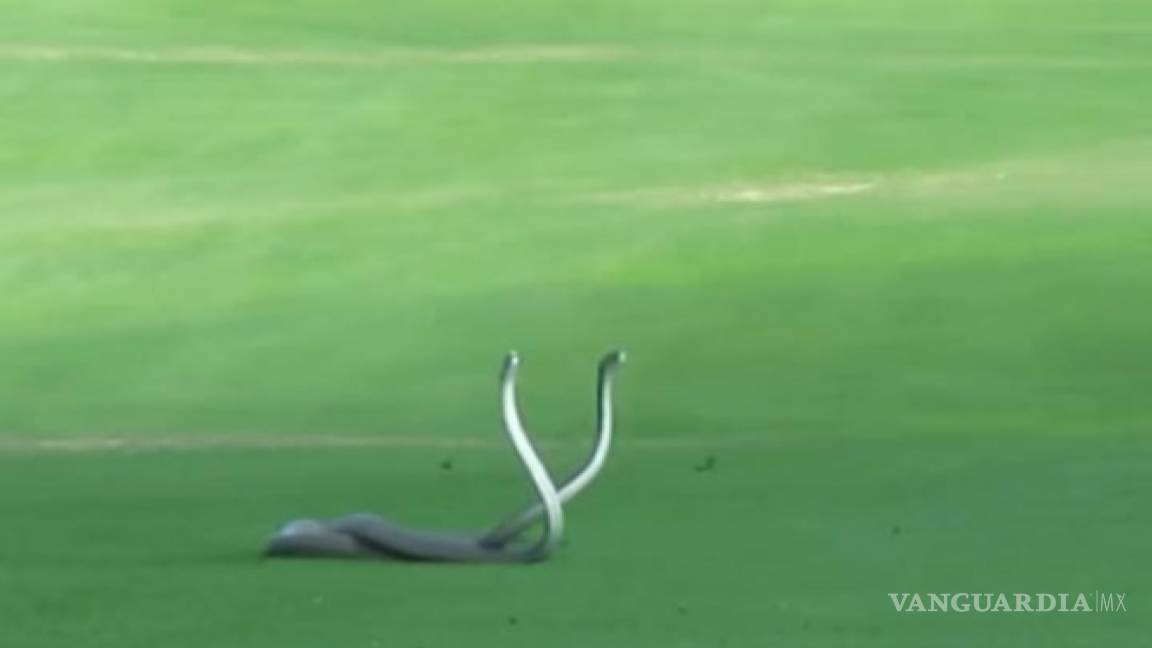 Pelea de serpientes frena partido de golf