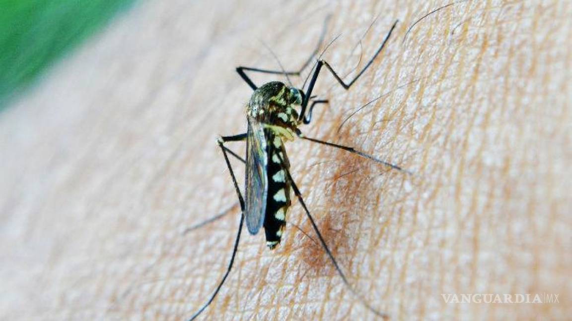 Nueve enfermedades que pueden transmitir los mosquitos: OMS