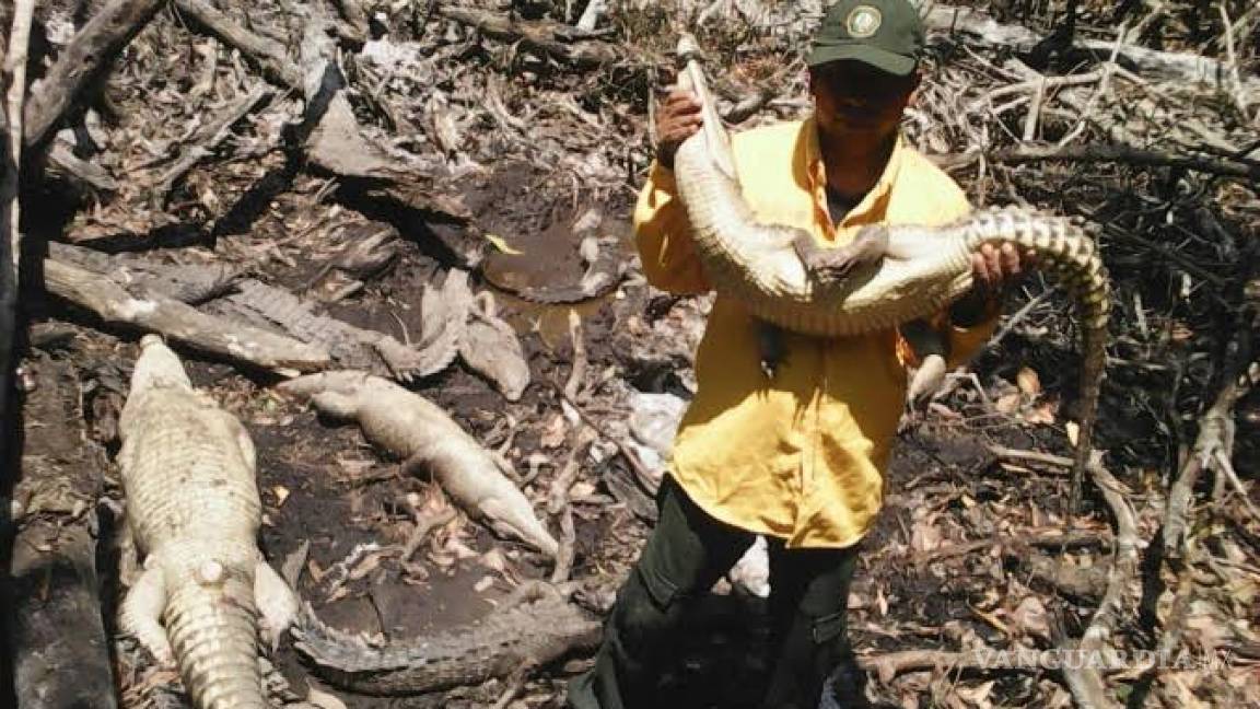 Ordeñaban sangre de cocodrilos vivos en matadero clandestino en Chiapas, rescatan 14