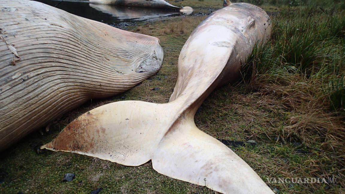 Costas chilenas se convierten en tumba de 337 ballenas