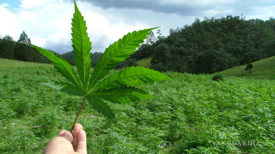 La mayor plantación legal de cannabis de América Latina crece en Chile