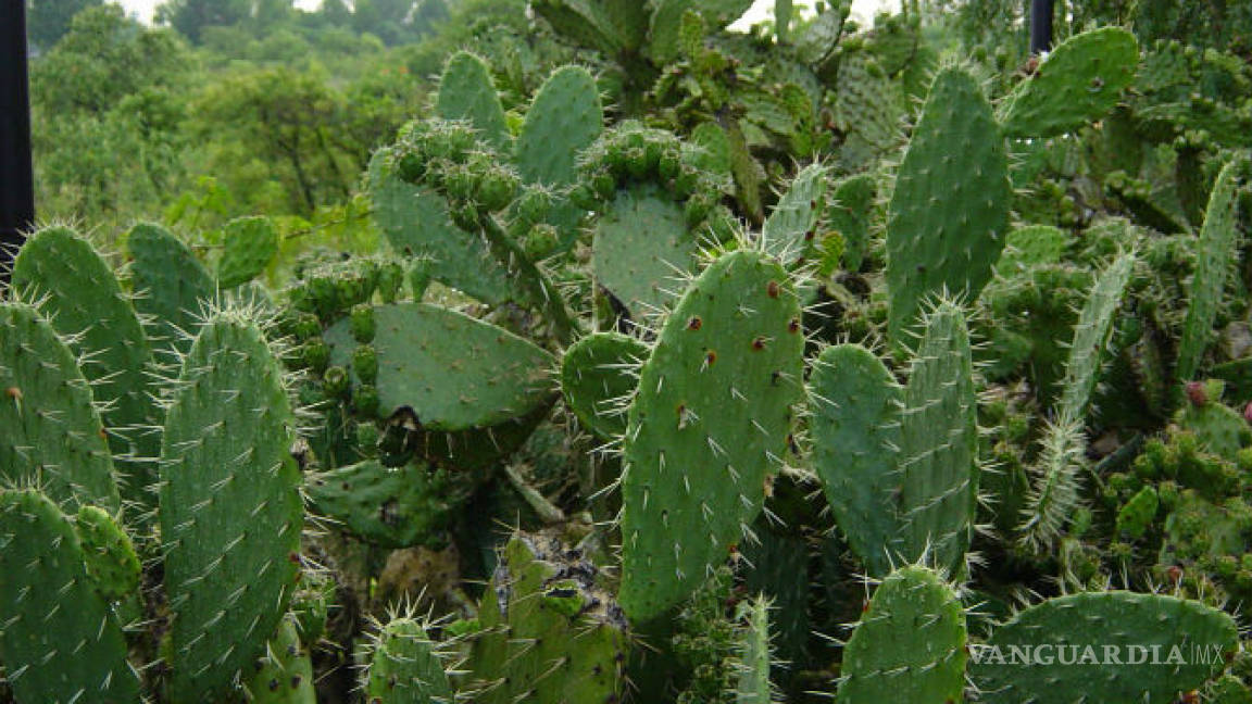 Michoacanos desarrollan un biocombustible con nopales