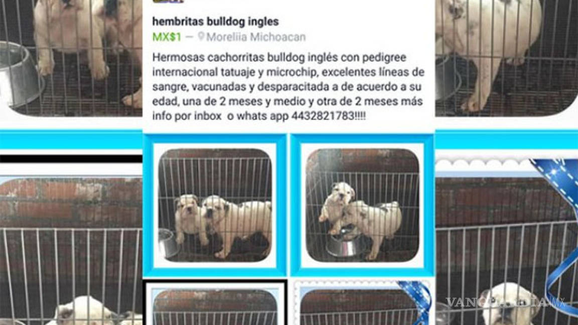 Roban perros y aparecen en venta en Facebook