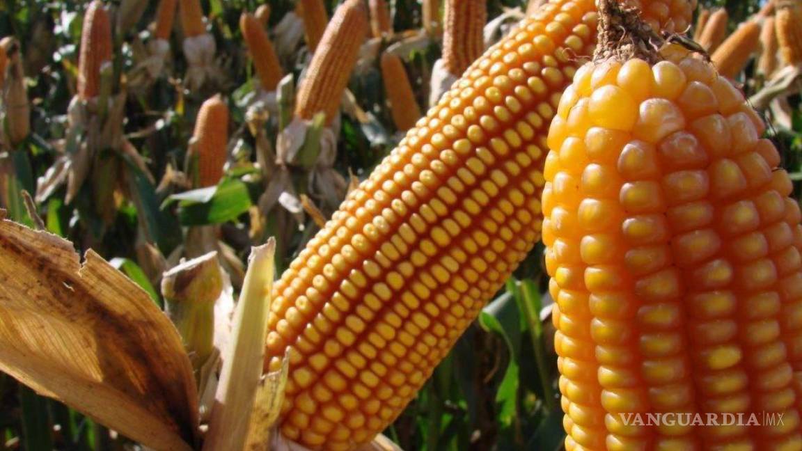 Explora México alternativas por disputa con EU por maíz transgénico