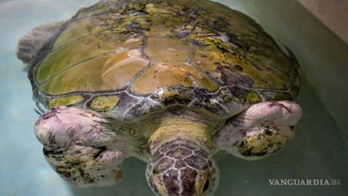 Monitorea Profepa en Quintana Roo a tortugas en peligro de extinción