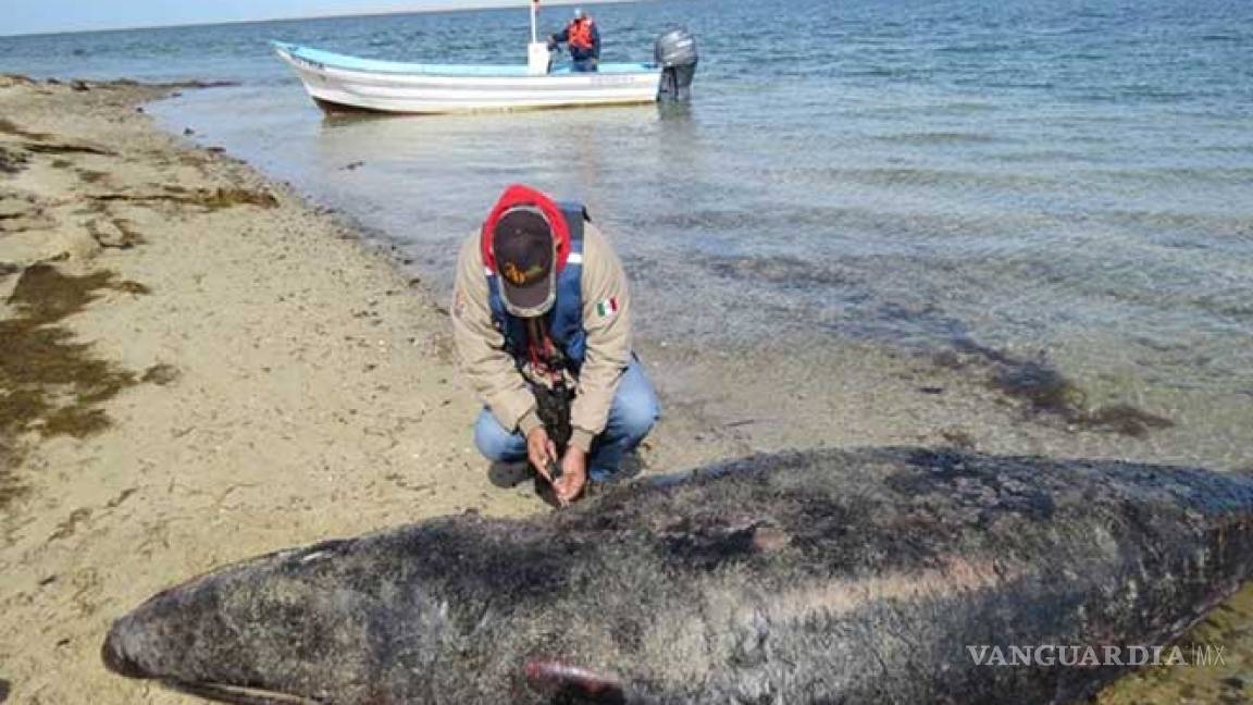 Hallan siete ballenas grises muertas en Baja California Sur