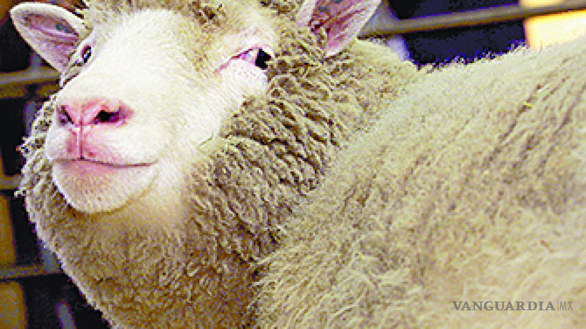 Clones de oveja Dolly envejecen con salud