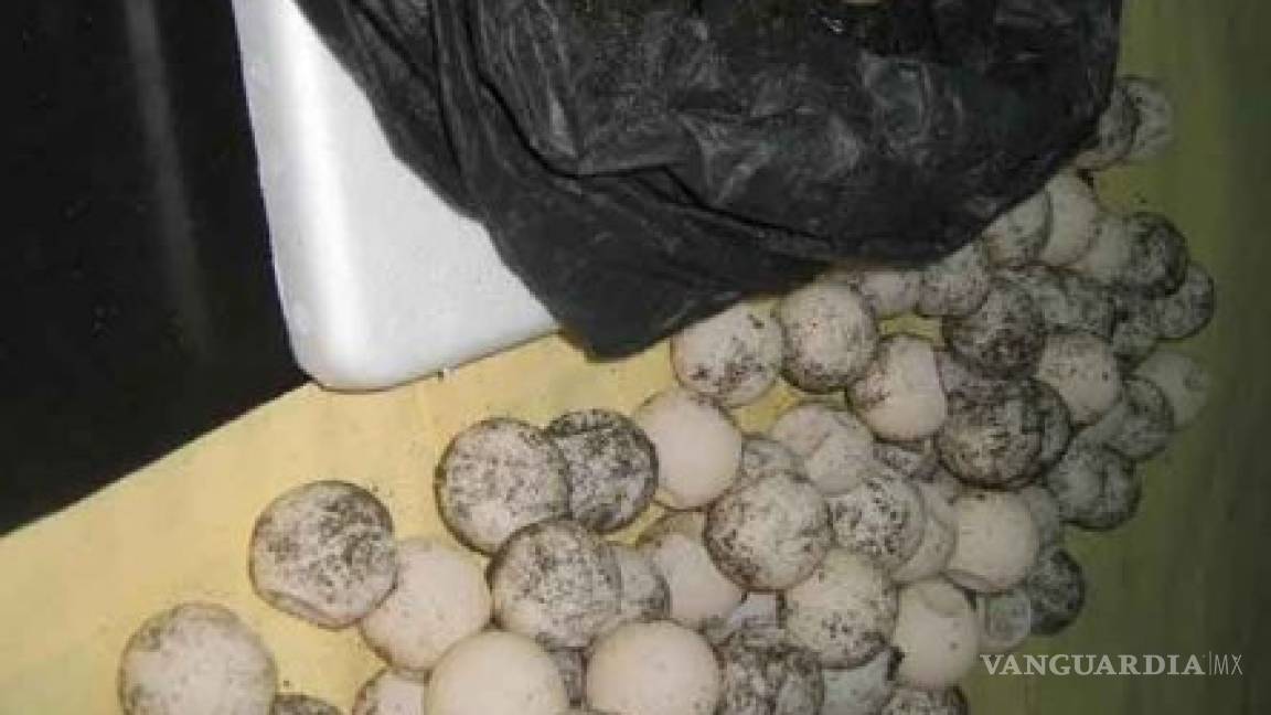 Rescatan 102 huevos de tortuga golfina en Colima