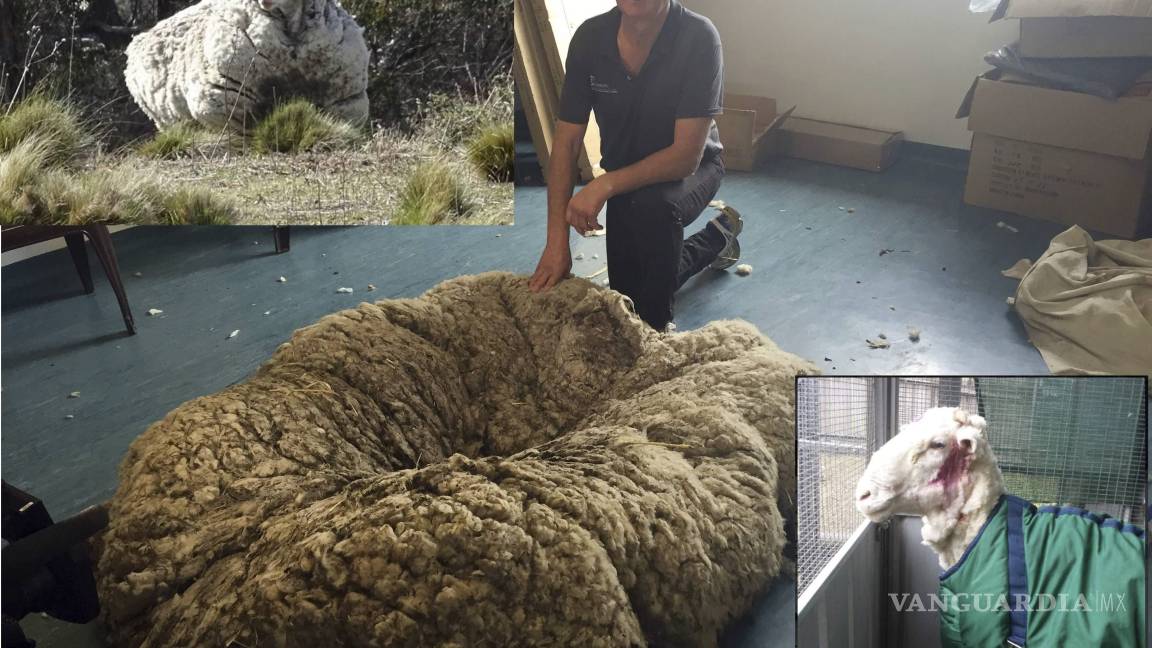 Esquilan 42.3 kilos de lana de una oveja en Australia, nuevo récord mundial
