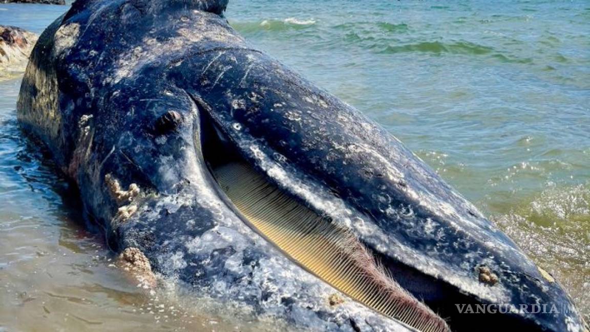 Hallan 4 ballenas grises muertas en Bahía de San Francisco