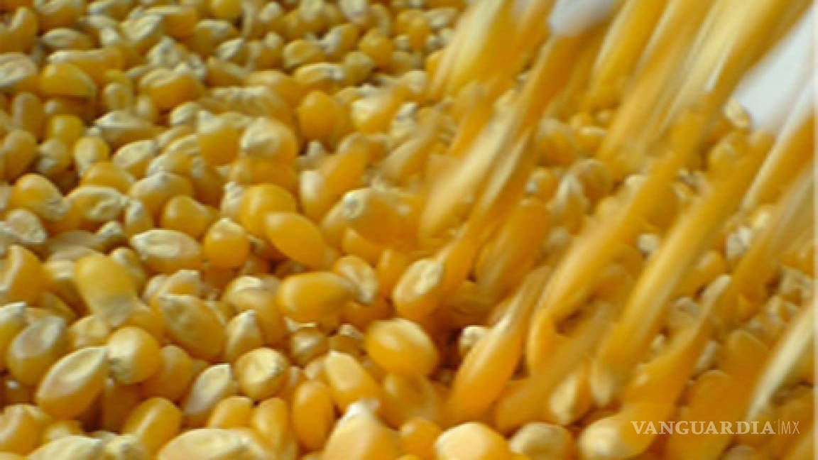 Aumentaron 143 por ciento las importaciones de maíz en 10 años