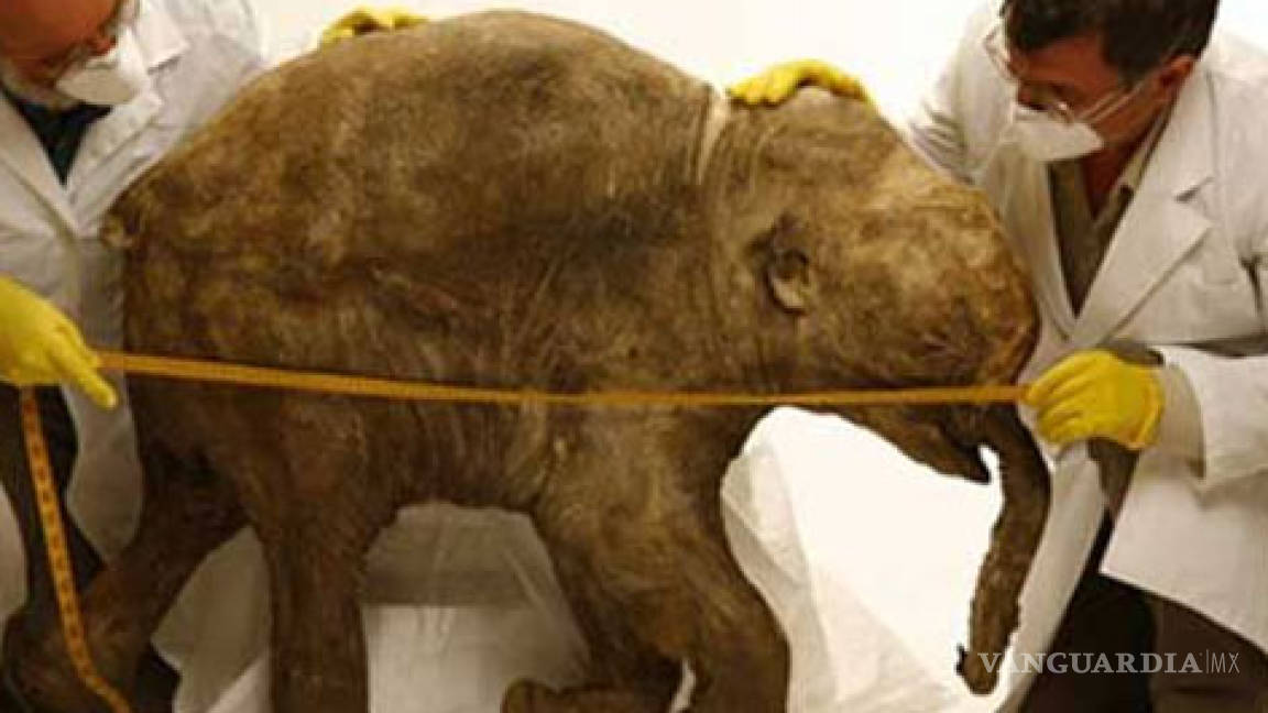 Un paso gigante de la ciencia: alistan clonación de mamut