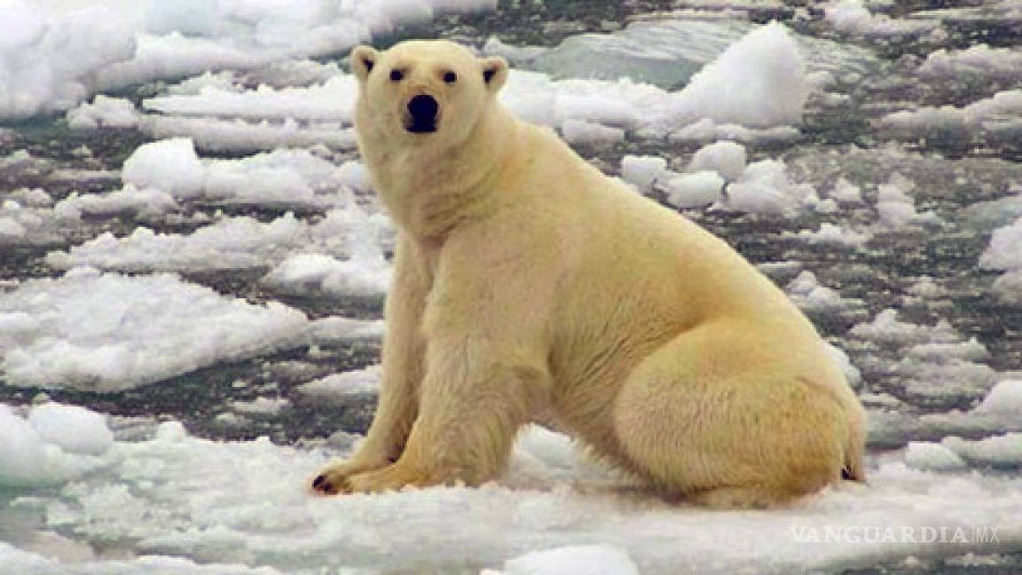 Afirman que el Artico se quedará sin hielo en 2018