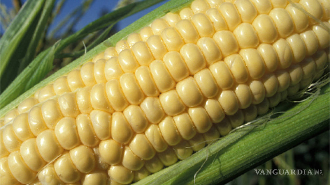 Multinacionales ya pueden sembrar maíz transgénico