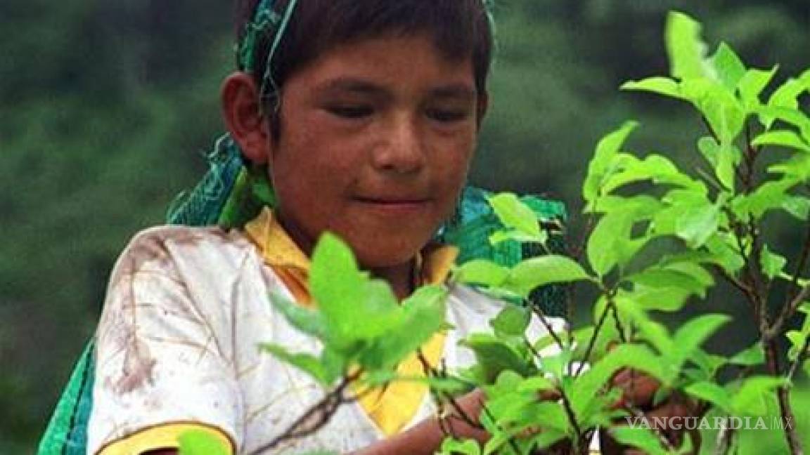 Bolivia: La hoja de coca triunfó en el mundo