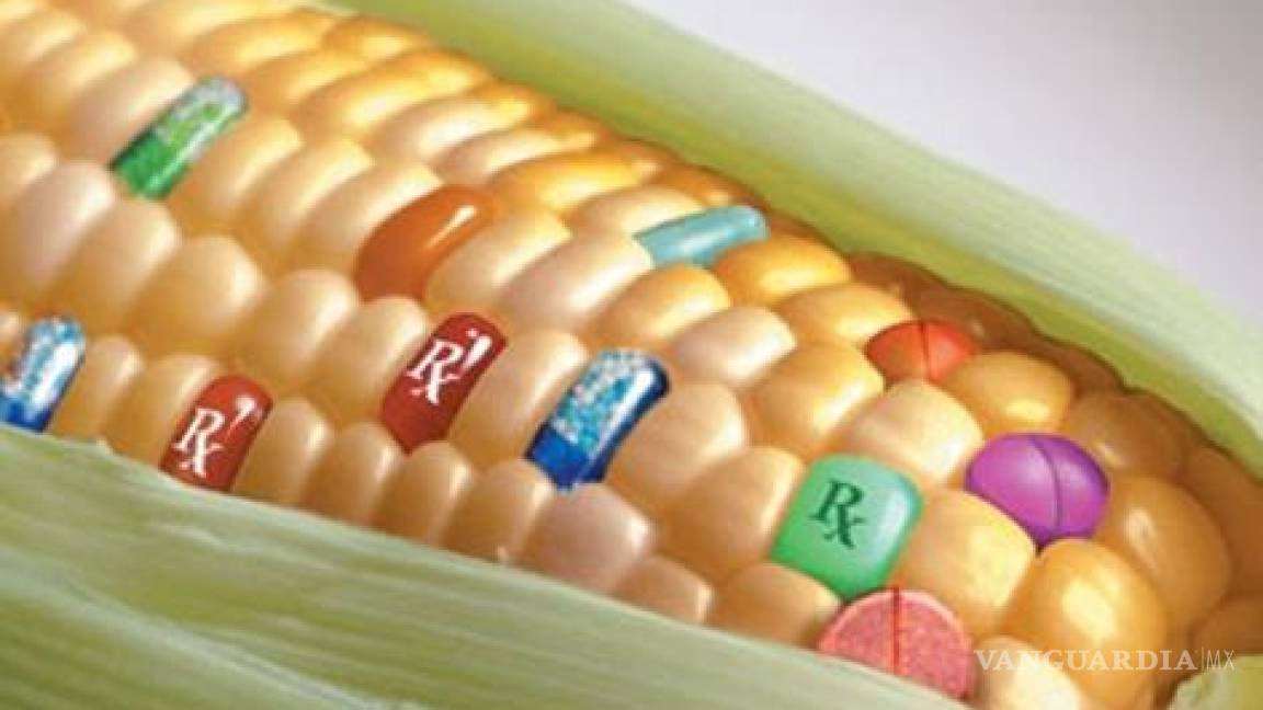 Creciente debate sobre los daños del maíz transgénico en la alimentación