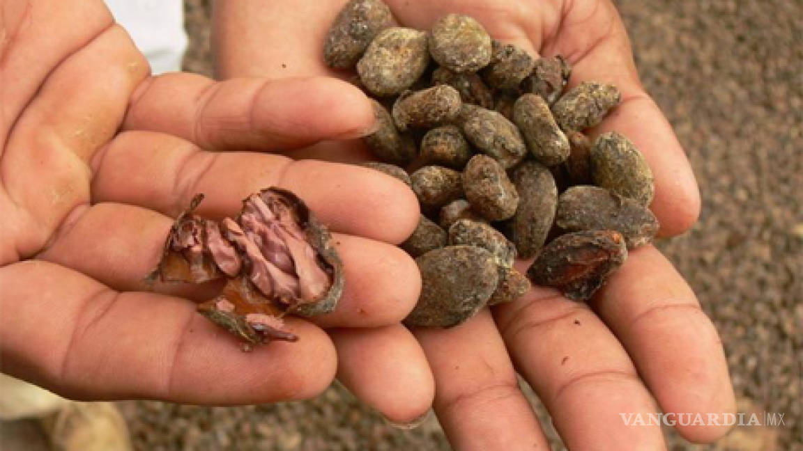 Cambio climático, plagas y Pemex ponen en riesgo el cultivo de cacao en México