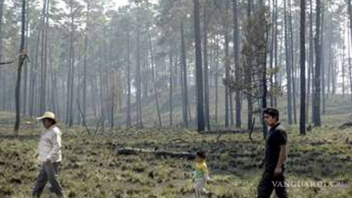 México, el país que perderá más bosques en las próximas décadas