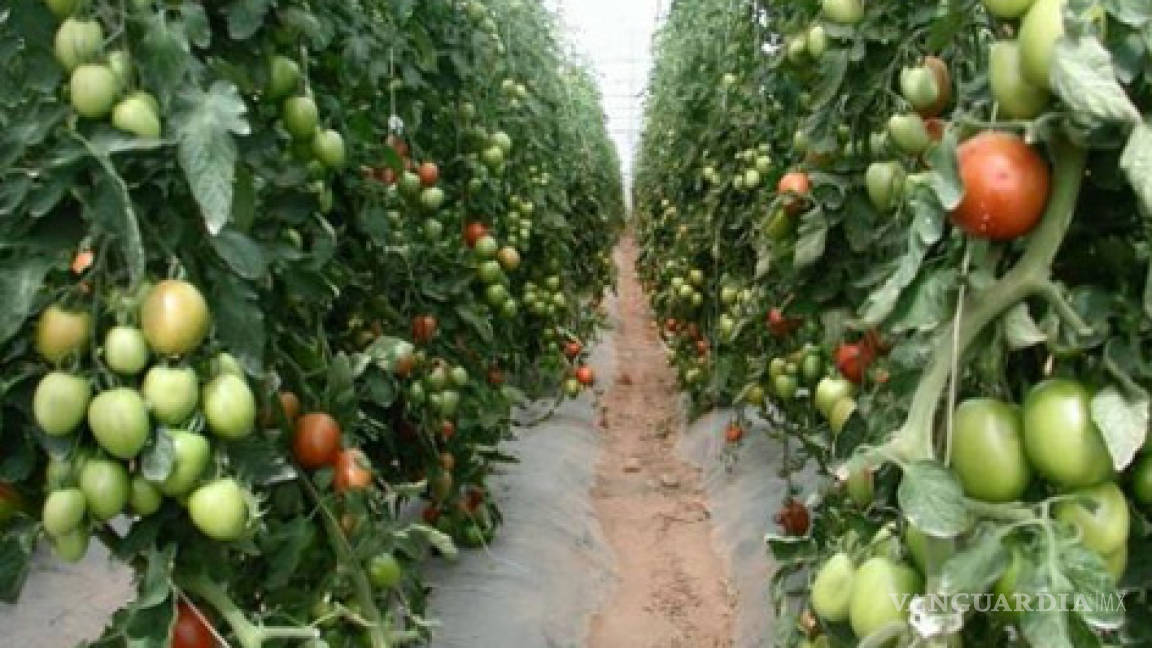 México invertirá en tecnología para hortalizas